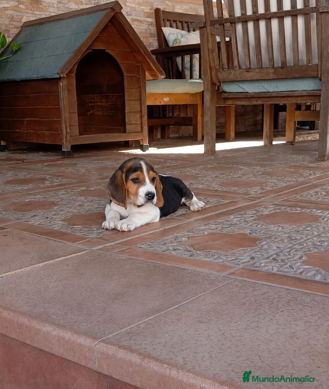 Beagle perros en venta: Beagles de calidad,2 vacunas - Anuncio 1
