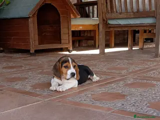 Beagle perros Beagles de calidad,2 vacunas - Anuncio 1