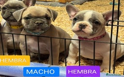 Bulldog Francés perros en venta: Bulldog francés exótico distintos colores - Imagen 3