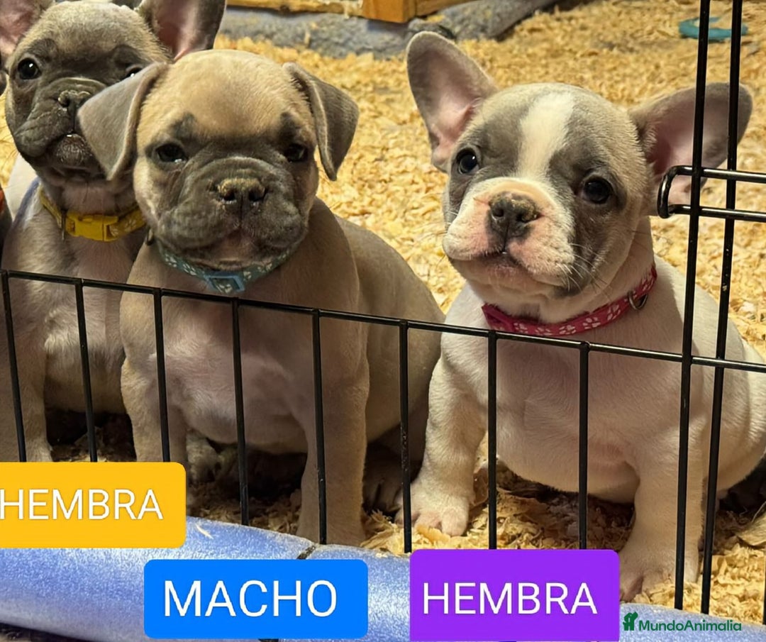 Bulldog Francés perros en venta: Bulldog francés exótico distintos colores - Imagen 3