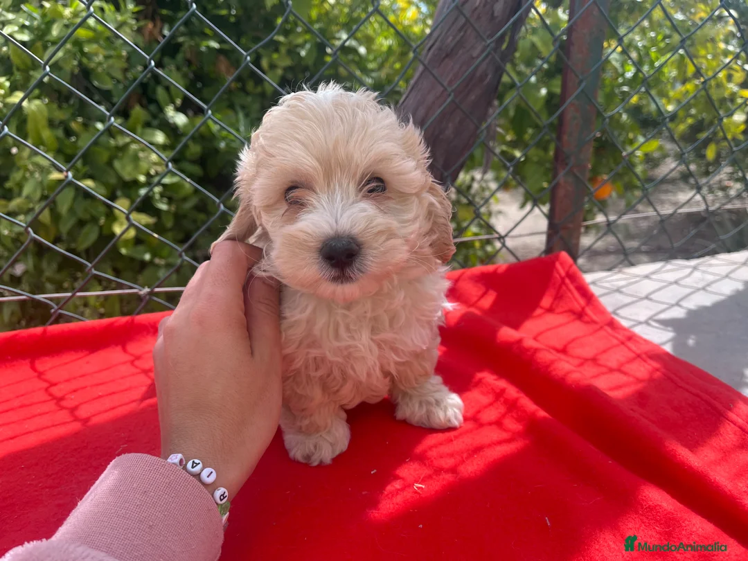 Maltipoo perros en venta: PRECIOSA PAREJA DE MALTIPOO - Anuncio 4