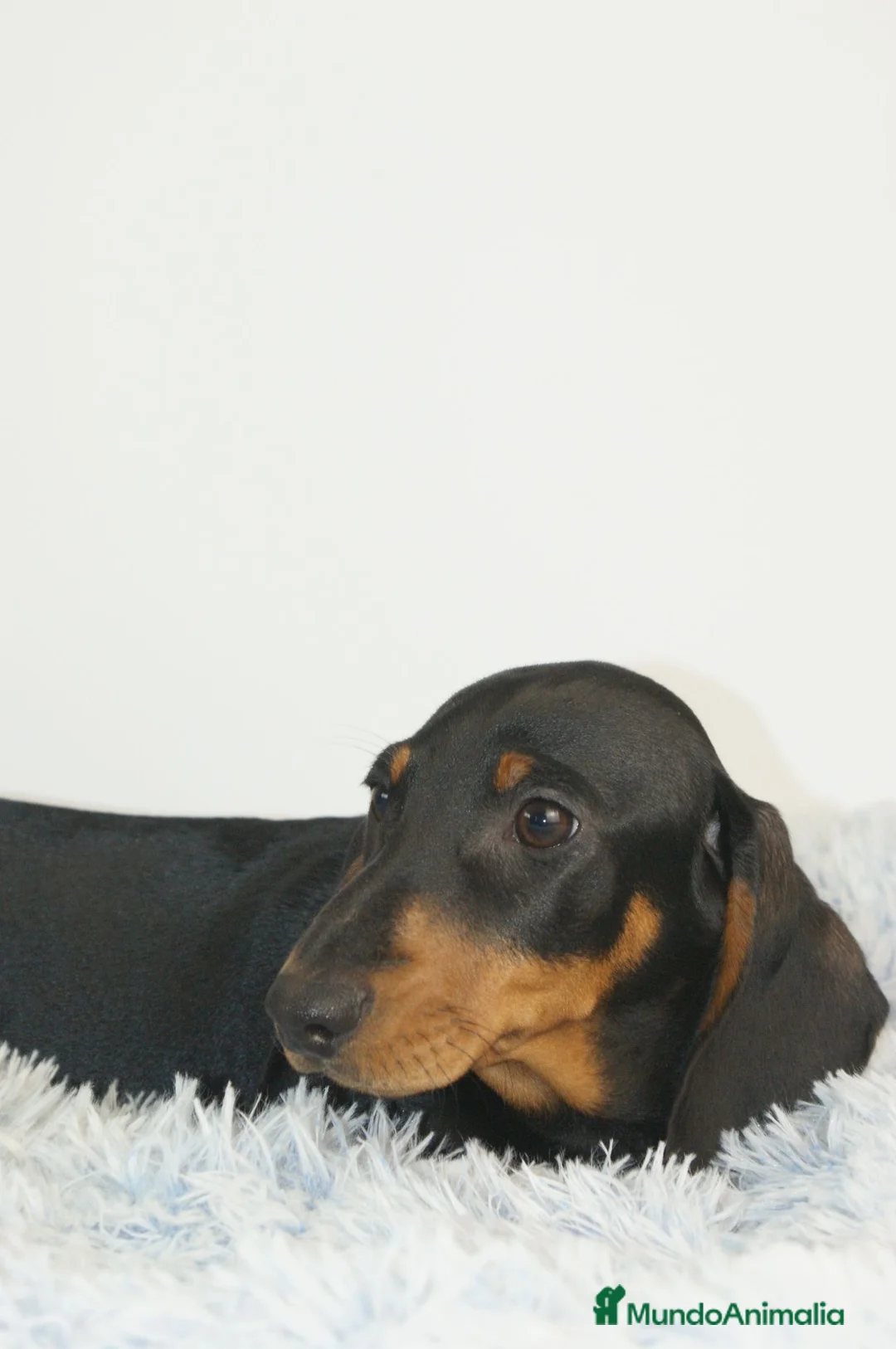 Teckel Miniatura perros en venta: CACHORRITO DE TECKEL MINIATURA N/F - Anuncio 4