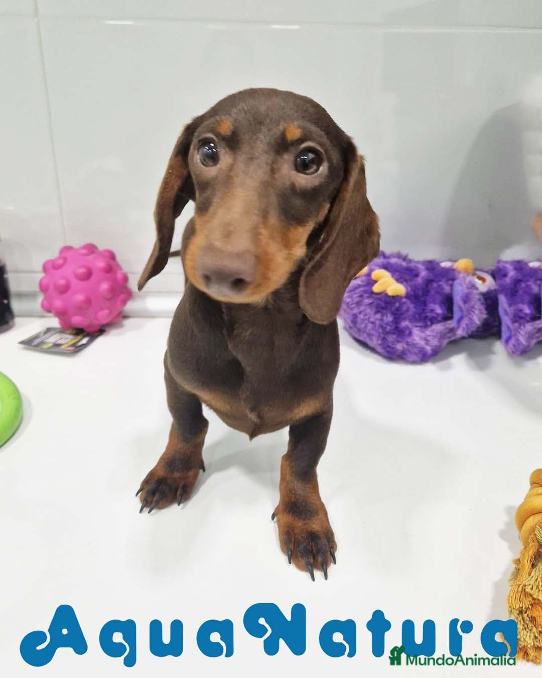 Teckel perros Teckel Macho de Lena 4482 AQUANATURA - Anuncio 2
