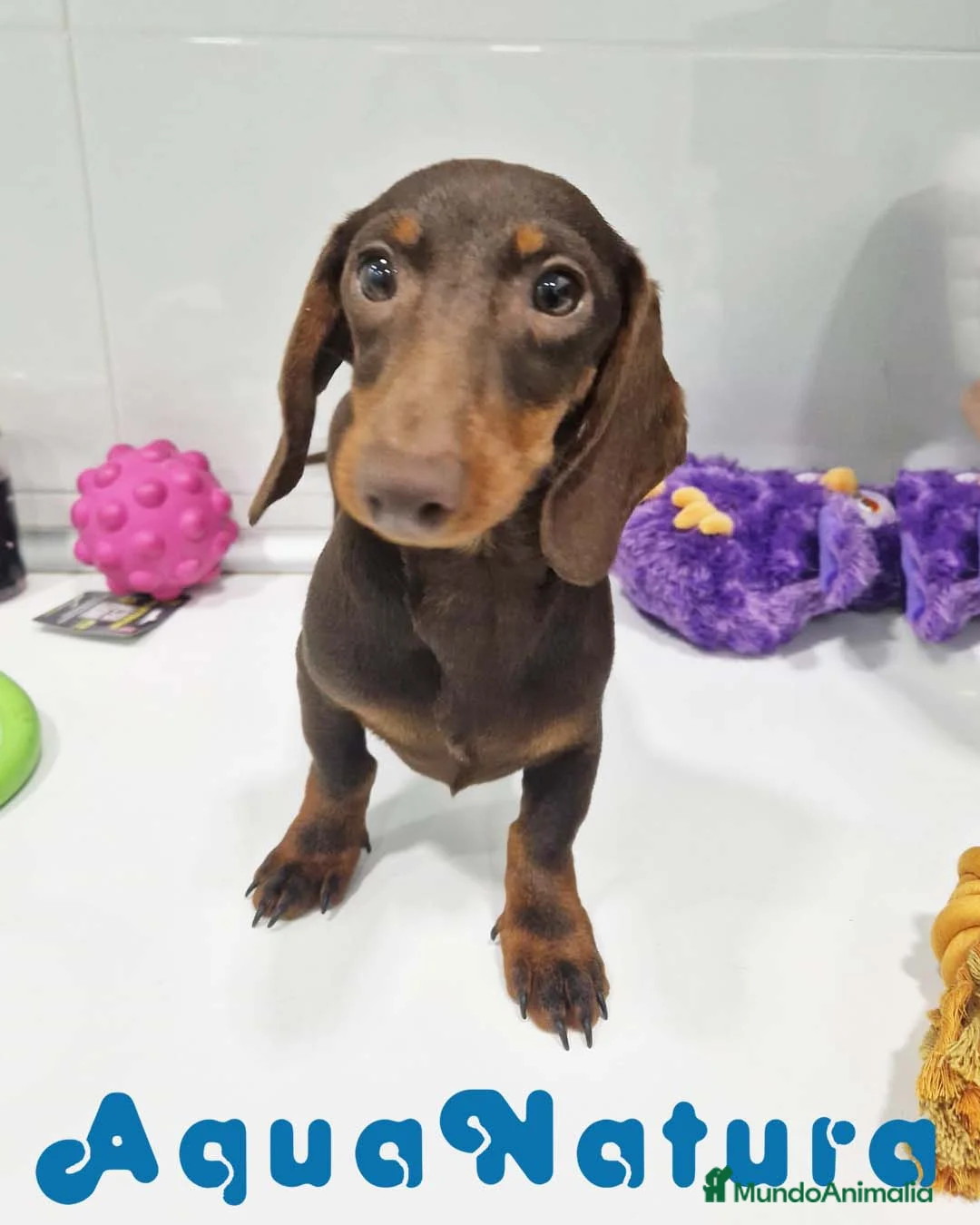 Teckel perros en venta: Teckel Macho de Lena 4482 AQUANATURA - Anuncio 1