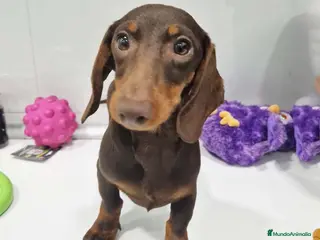 Teckel perros Teckel Macho de Lena 4482 AQUANATURA - Anuncio 2