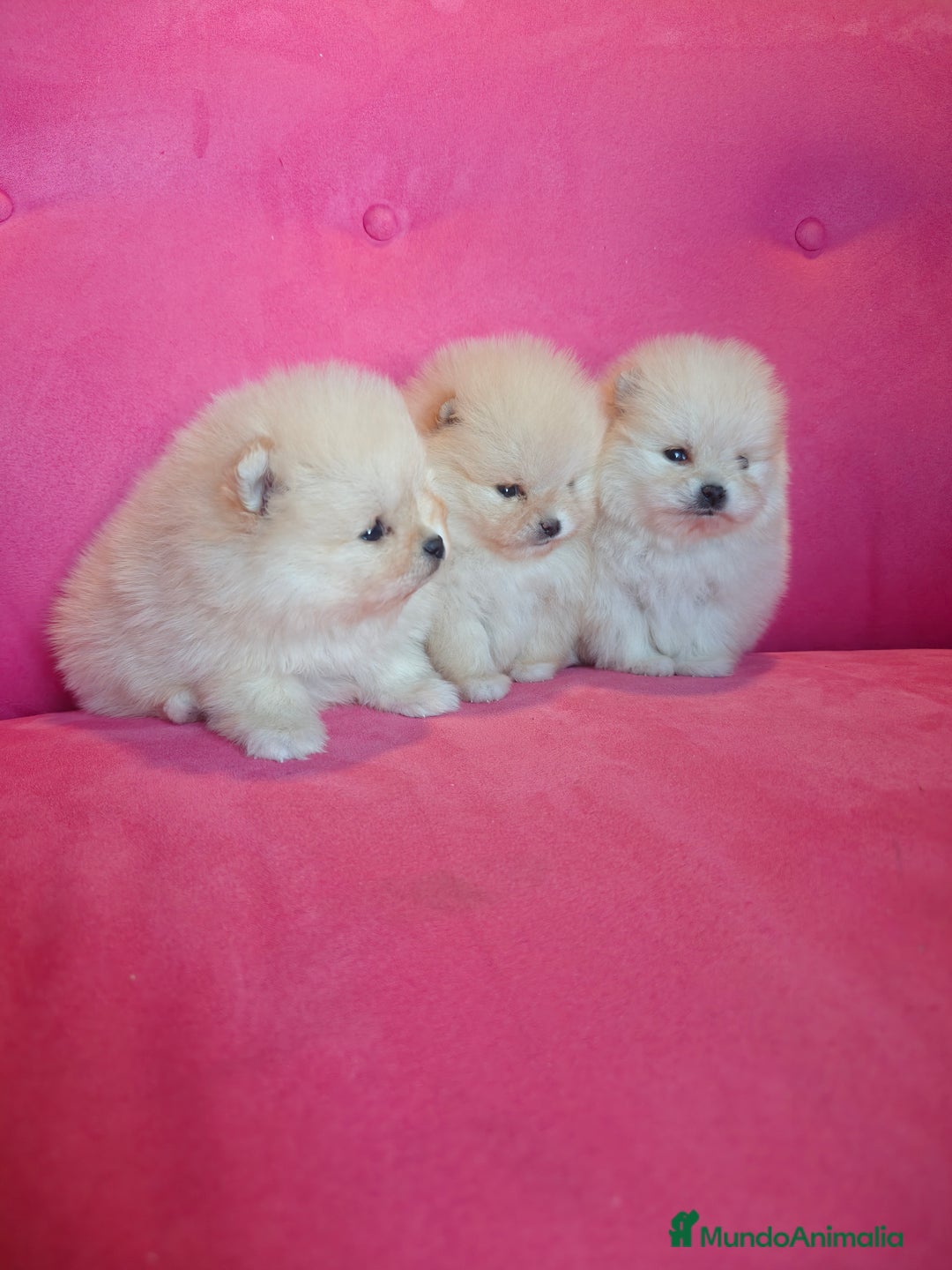 Pomerania perros en venta: Pomerania TOY Crema de calidad - Anuncio 3