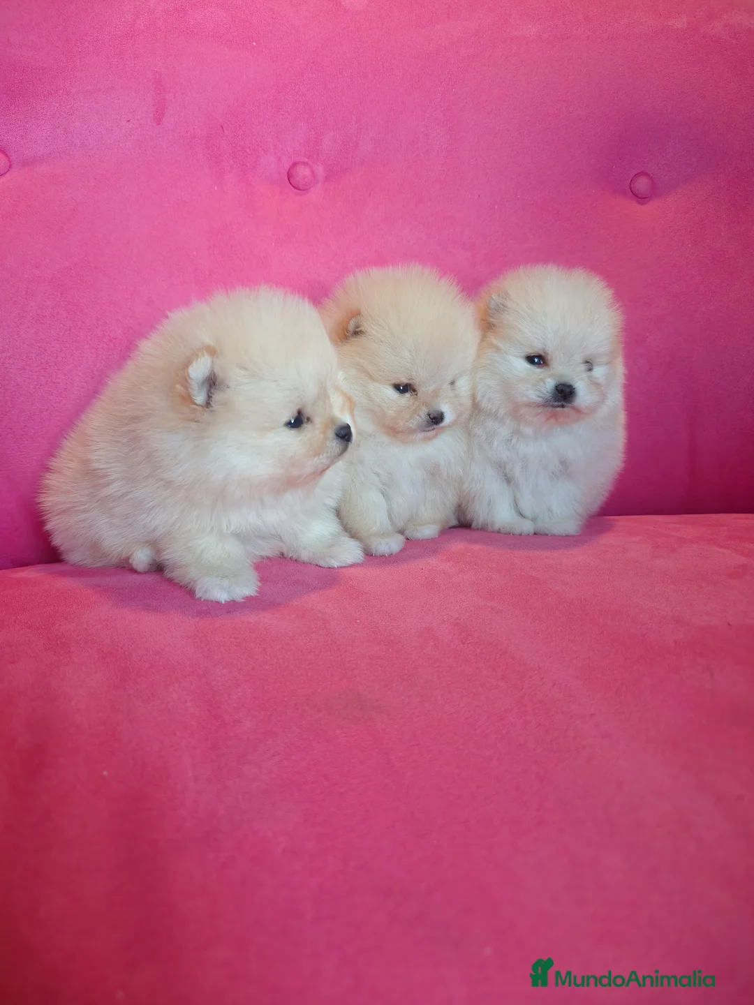 Pomerania perros en venta: Pomerania TOY Crema de calidad - Anuncio 3