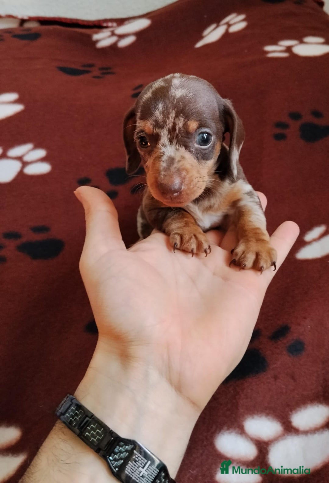 Teckel Miniatura perros en venta: TECKEL MINIATURA ARLEQUIN  - Anuncio 1