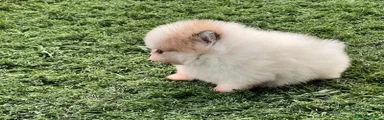 Pomerania 3