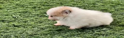 Pomerania perros en venta: Pomerania - Anuncio 3