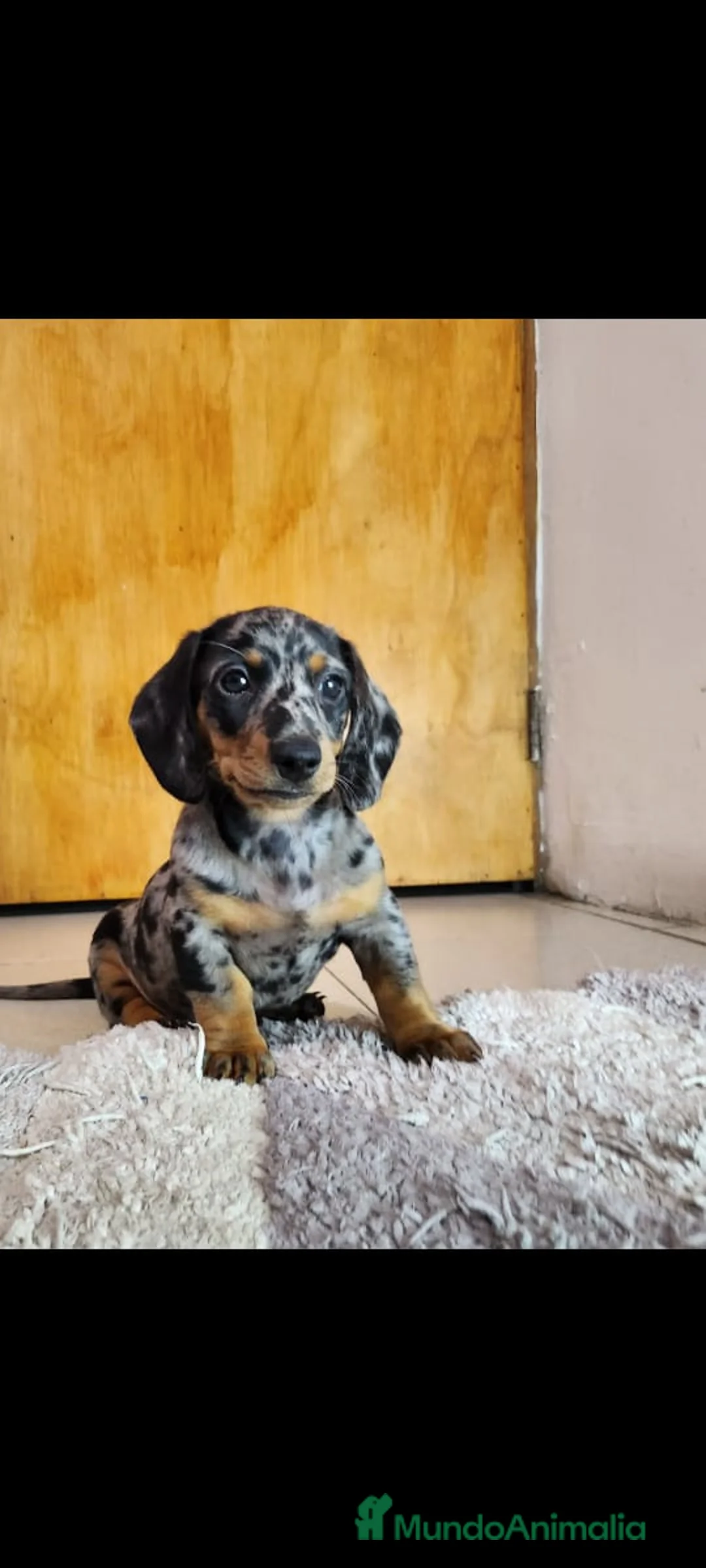 Teckel Miniatura perros en venta: TECKEL MINI TODA ESPAÑA  - Anuncio 4