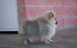 Pomerania perros en venta: 🐾 Sparky – Pomerania marrón con carácter 🤎✨ - Anuncio 4