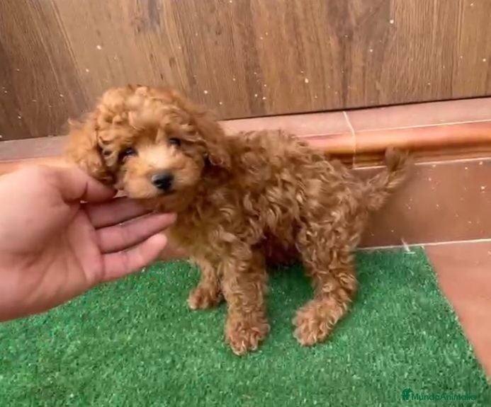 Shihpoo perros Caniche toy  - Anuncio 2
