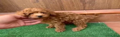 Caniche toy 