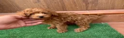 Shihpoo perros en venta: Caniche toy  - Anuncio 1