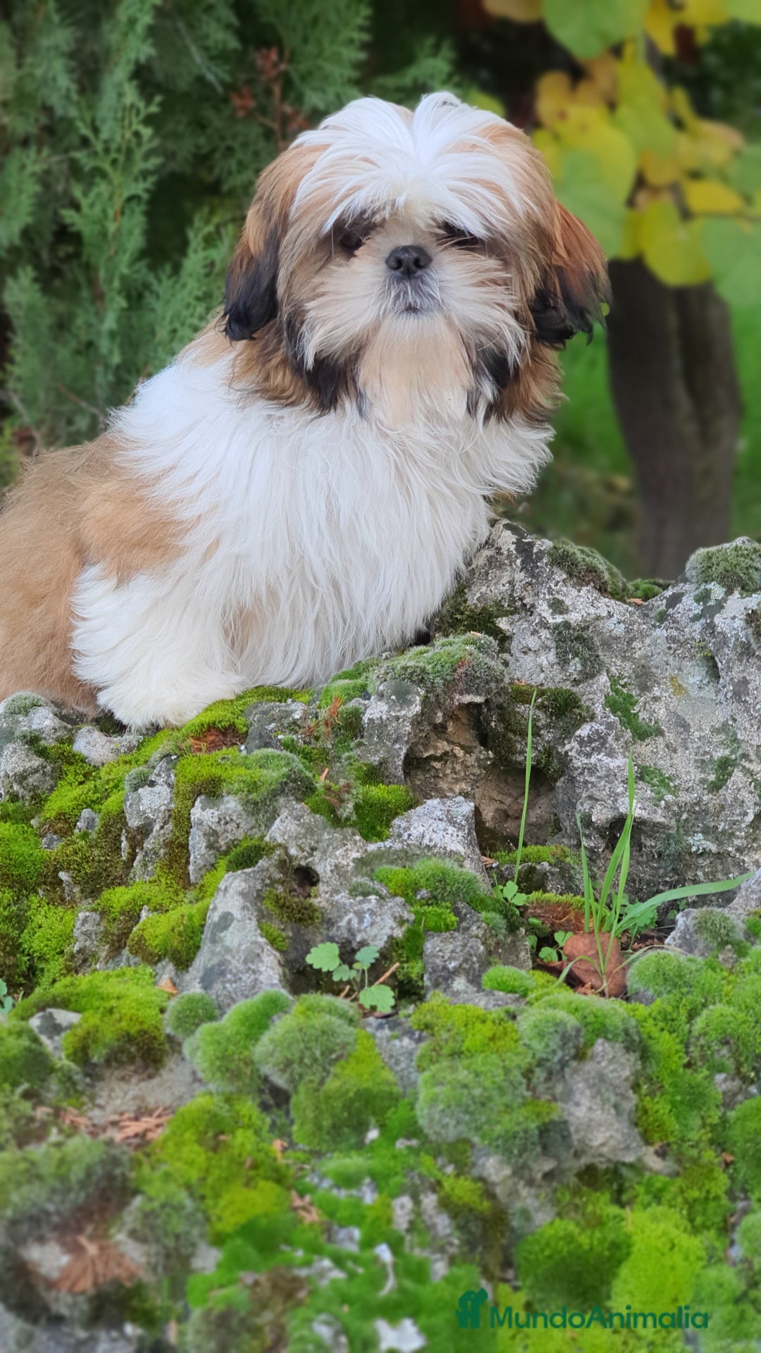 Shih Tzu perros en venta: Shih Tzu muy cariñoso y juguetón!! - Imagen 3