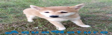 Shiba Inu