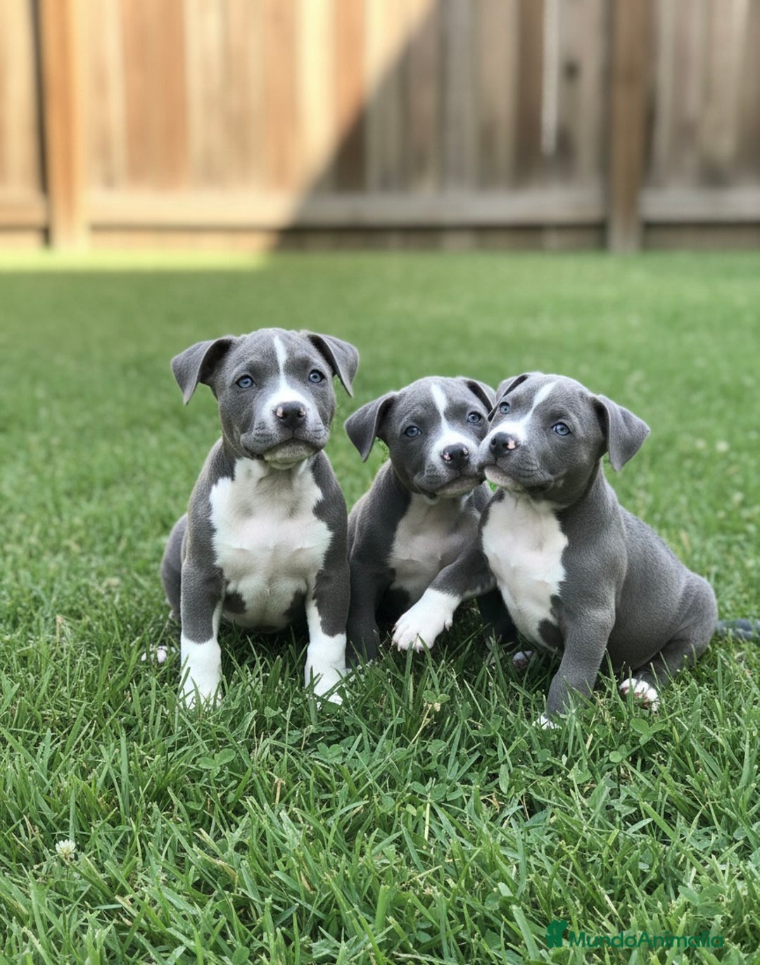 American Staffordshire-Terrier perros en venta: CAMADA DE AMERICAN STANFORD DISPONIBLES 🐾 - Anuncio 1