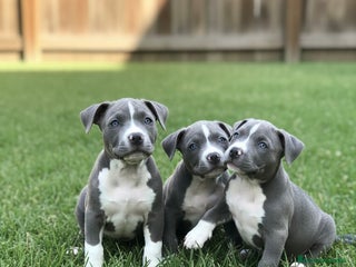 American Staffordshire-Terrier perros CAMADA DE AMERICAN STANFORD DISPONIBLES 🐾 - Anuncio 1
