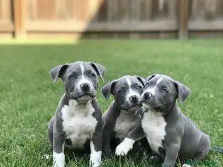 American Staffordshire-Terrier perros CAMADA DE AMERICAN STANFORD DISPONIBLES 🐾 - Anuncio 3