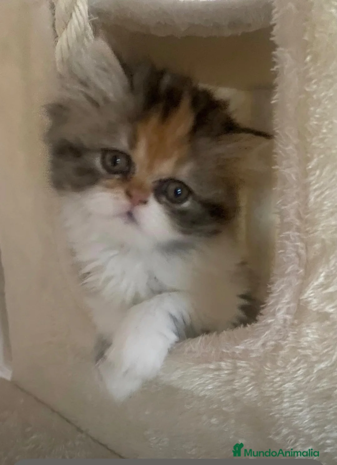 Persa gatos en venta: Cachorritos persas - Anuncio 2