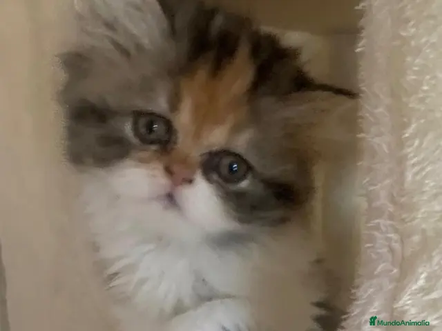 Persa gatos en venta: Cachorritos persas - Anuncio 2