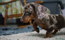 Teckel Miniatura perros en venta: 🐾 Curry & Molly – Teckel miniatura exóticos 🌟💛 - Anuncio 2