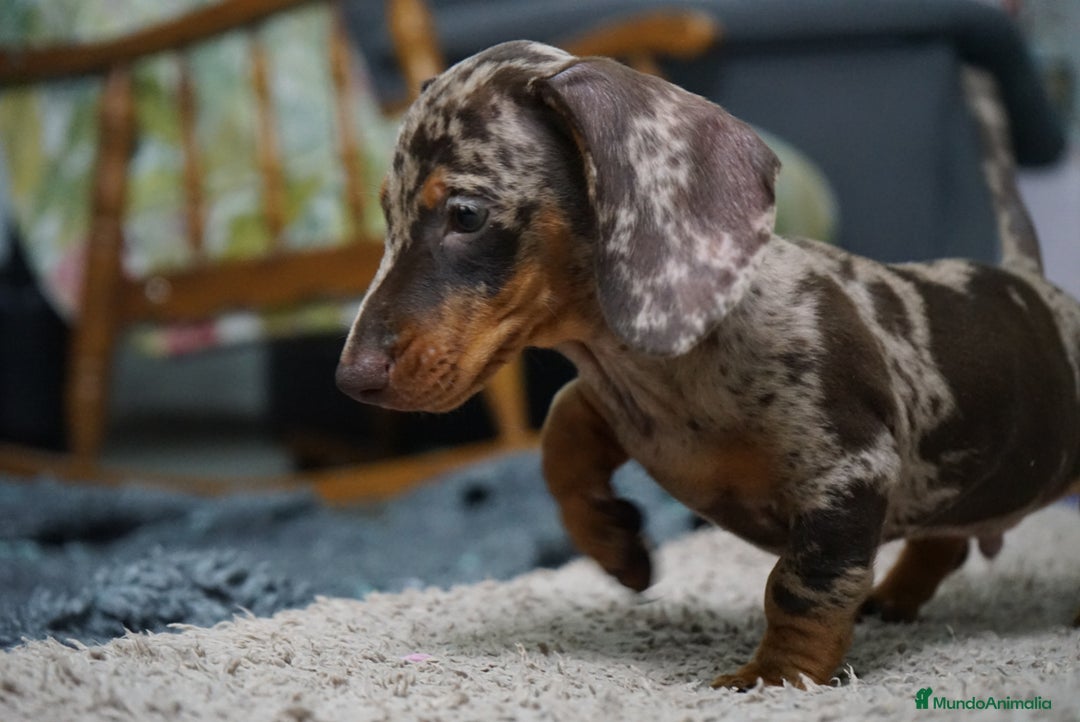 Teckel Miniatura perros en venta: 🐾 Curry & Molly – Teckel miniatura exóticos 🌟💛 - Anuncio 2