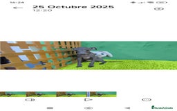 Pequeño Lebrel Italiano perros en venta: Pequeño lebrel italiano  - Imagen 6