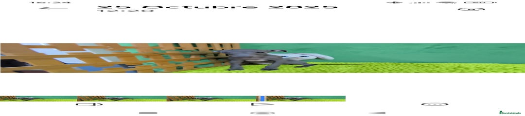 Pequeño Lebrel Italiano Cachorro 1