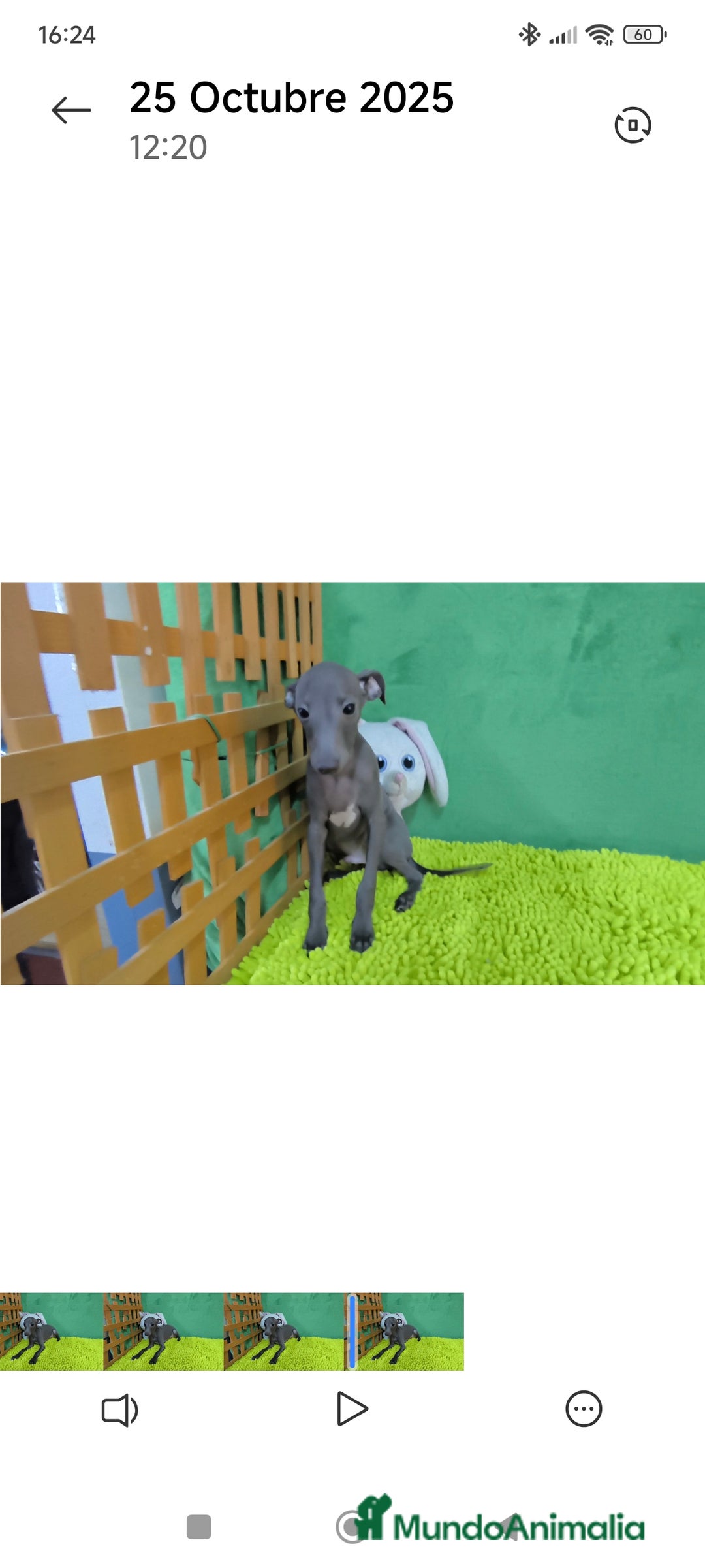 Pequeño Lebrel Italiano perros en venta: Pequeño lebrel italiano  - Imagen 6