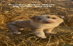 Border Collie perros en venta: BORDER COLLIE Sable Merle - Imagen 8