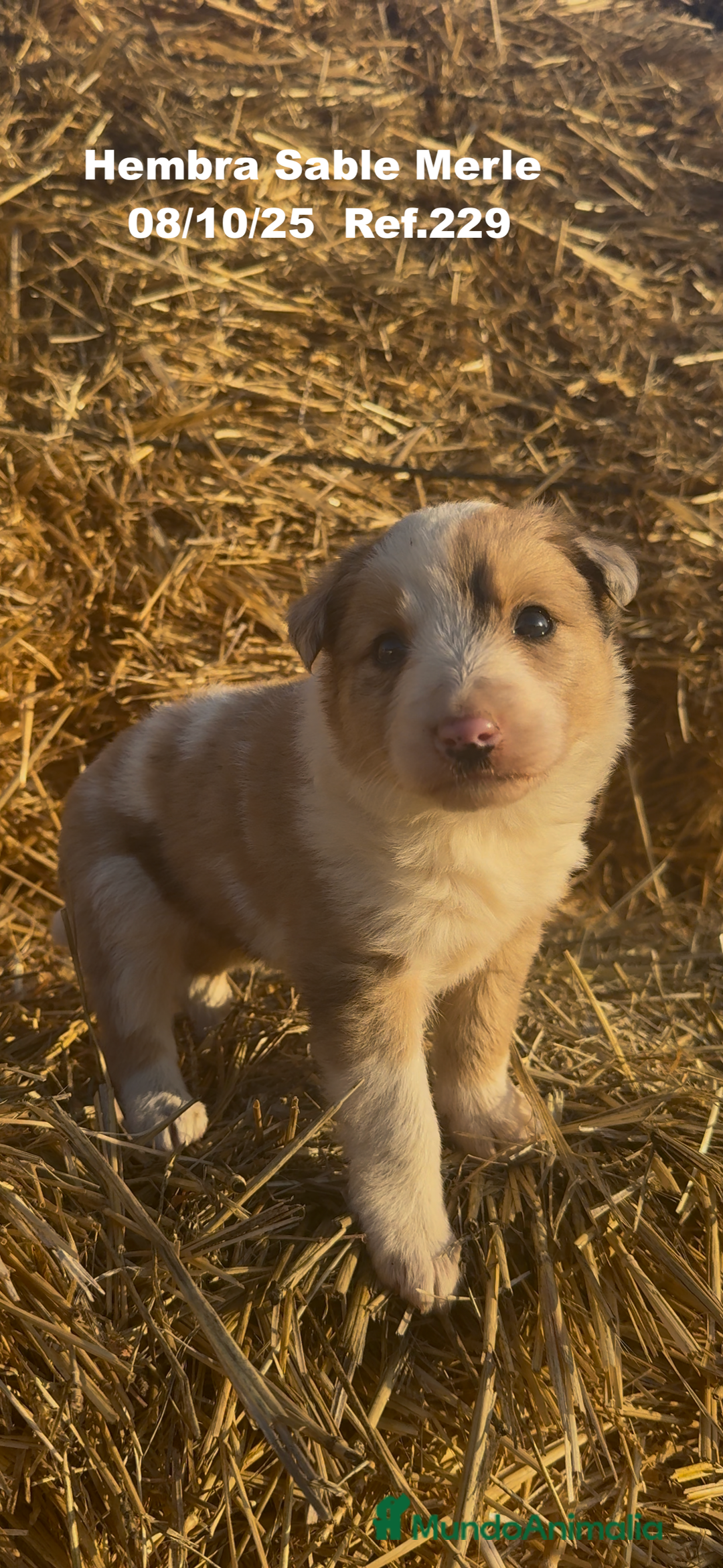 Border Collie perros en venta: BORDER COLLIE Sable Merle - Imagen 8
