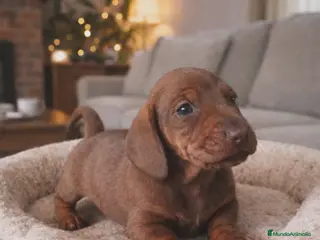 Teckel Miniatura perros Teckel kaninchen/miniatur - Anuncio 2