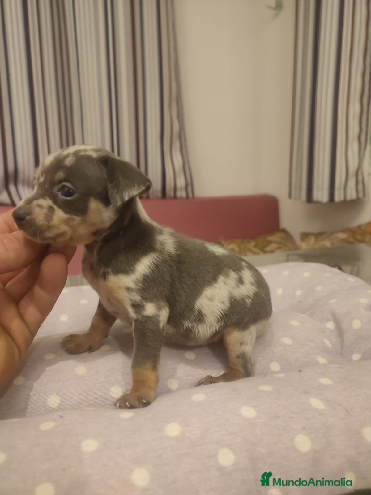 Ratón de Praga perros Camada de Ratón de Praga en Madrid - Anuncio 2