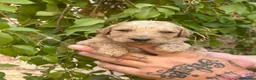 Caniche Gigante perros en venta: Caniche gigante  - Anuncio 4
