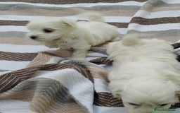 Bichón Maltés perros en venta: Macho bicho maltes  - Imagen 7