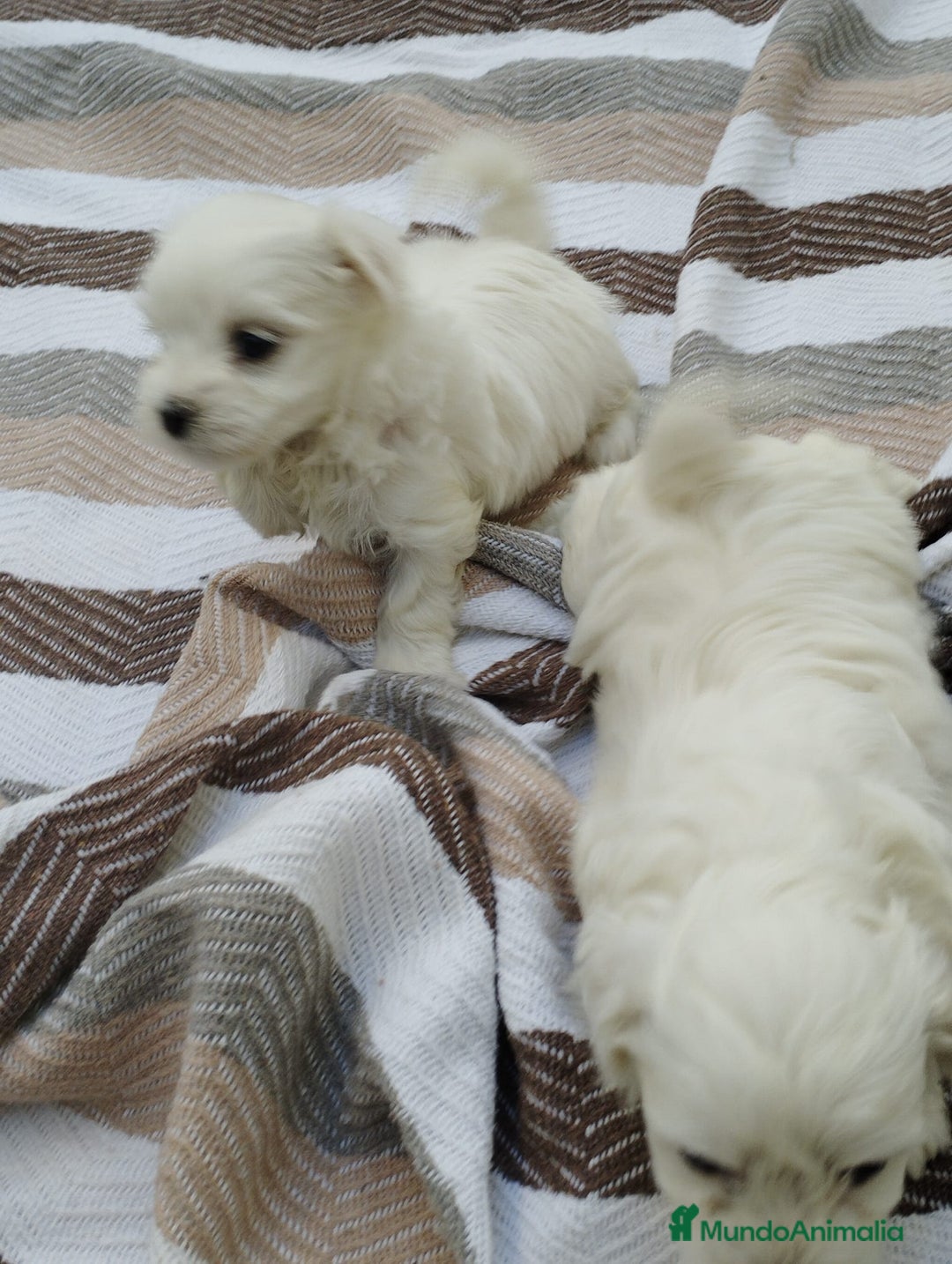 Bichón Maltés perros en venta: Macho bicho maltes  - Imagen 7