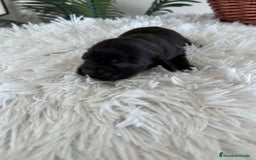 Cocker Spaniel Inglés perros en venta: COCKER MACHO - Imagen 4