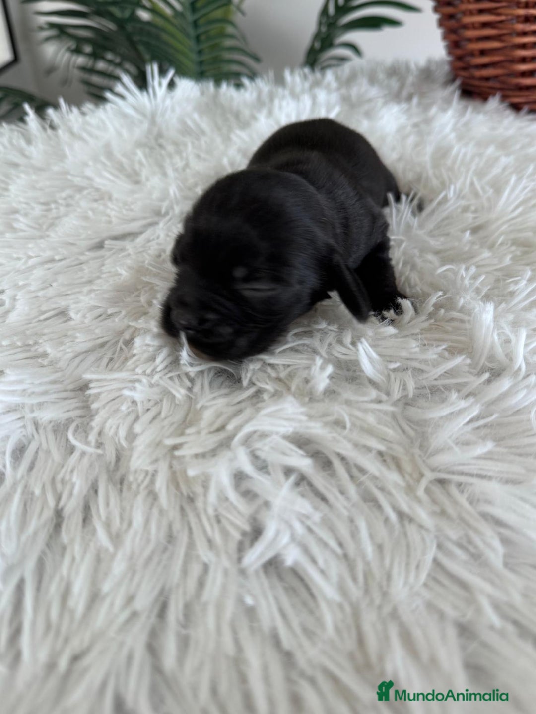Cocker Spaniel Inglés perros en venta: COCKER MACHO - Imagen 4