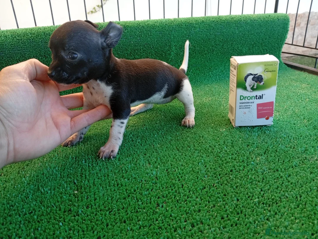 Chihuahua perros en venta: Cachorros Chihuahua PRECIO REAL - Anuncio 5