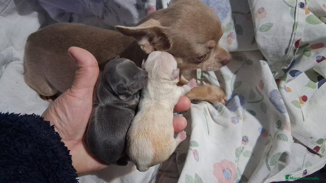 Chihuahua perros en venta: Parejita de chihuahua crema y otro azul - Anuncio 1