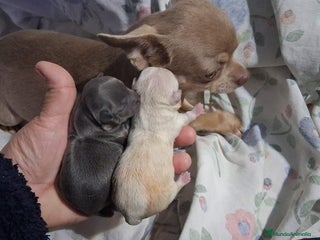 Chihuahua perros Parejita de chihuahua crema y otro azul - Anuncio 1