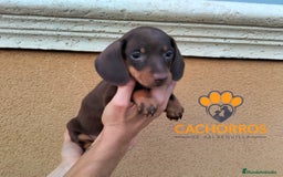 Teckel perros en venta: Teckel Kaninchen  - Imagen 1