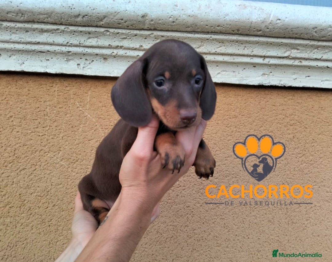 Teckel perros en venta: Teckel Kaninchen  - Imagen 1