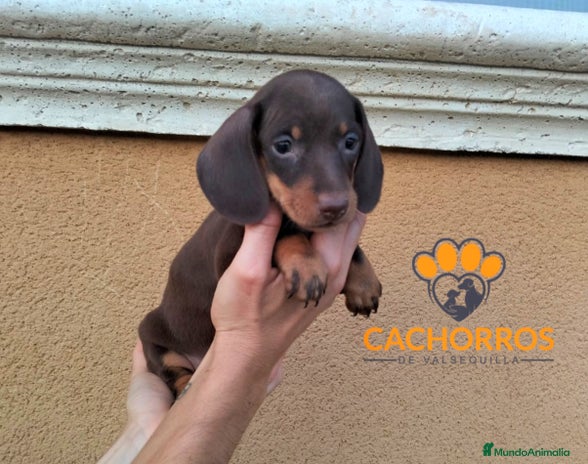 Teckel perros - Anuncio 6