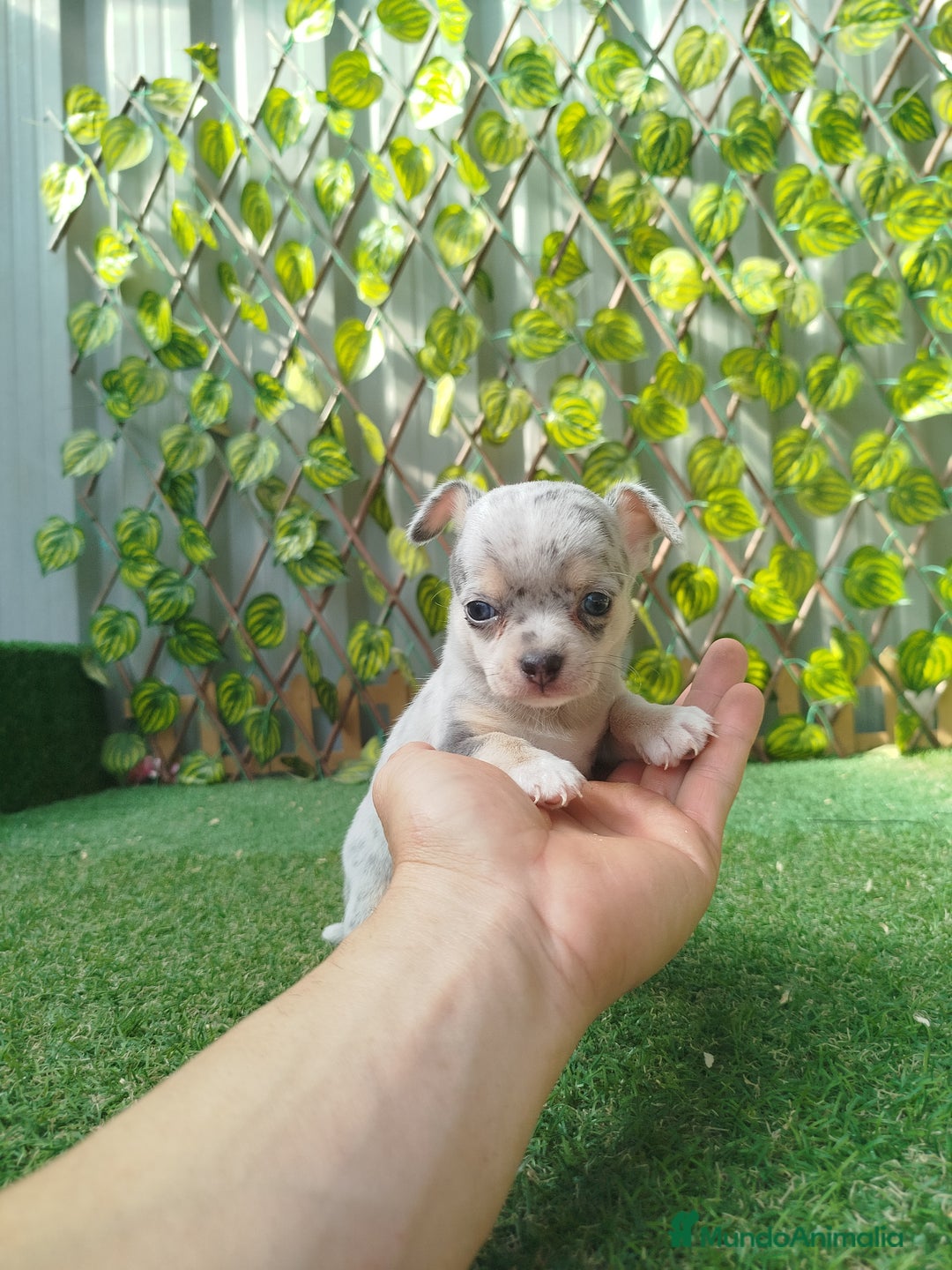 Chihuahua perros en venta: Chihuahua Toy merlé  - Anuncio 2