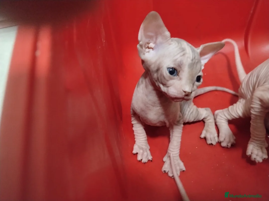 Sphynx gatos en venta: gatos sphynx  - Anuncio 2