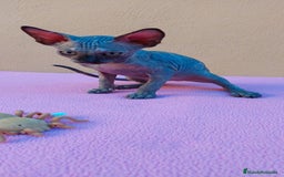 Sphynx gatos en venta: Preciosa hembrita tortuga  - Imagen 1