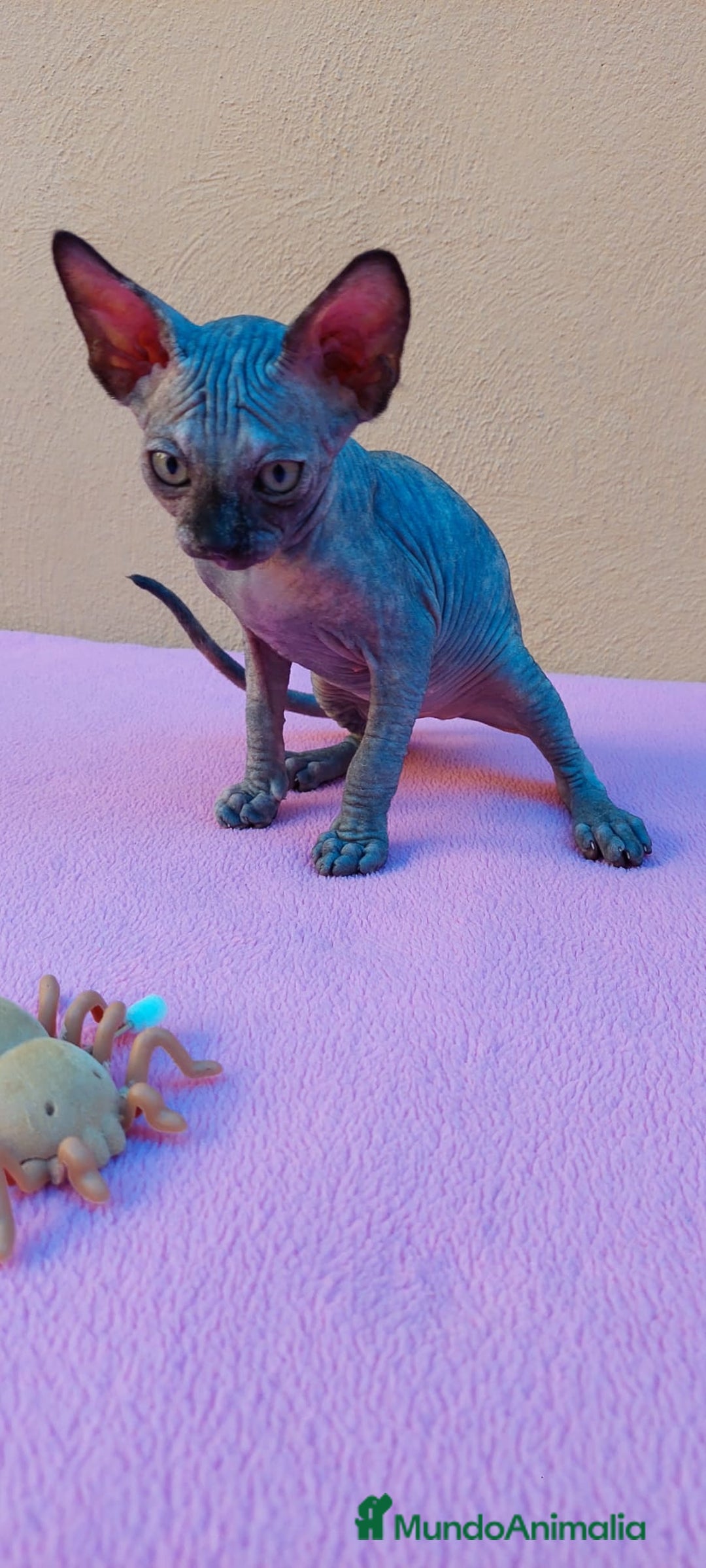Sphynx gatos en venta: Preciosa hembrita tortuga  - Imagen 1
